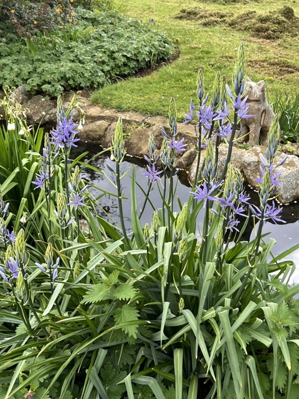 Hospice Gardens Blue Flower With Stream Smaller