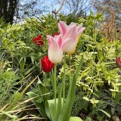 Tulips Hospice Gardens 2026.04.16