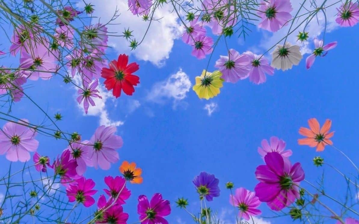 Colorful flowers and blue sky seen from below.
