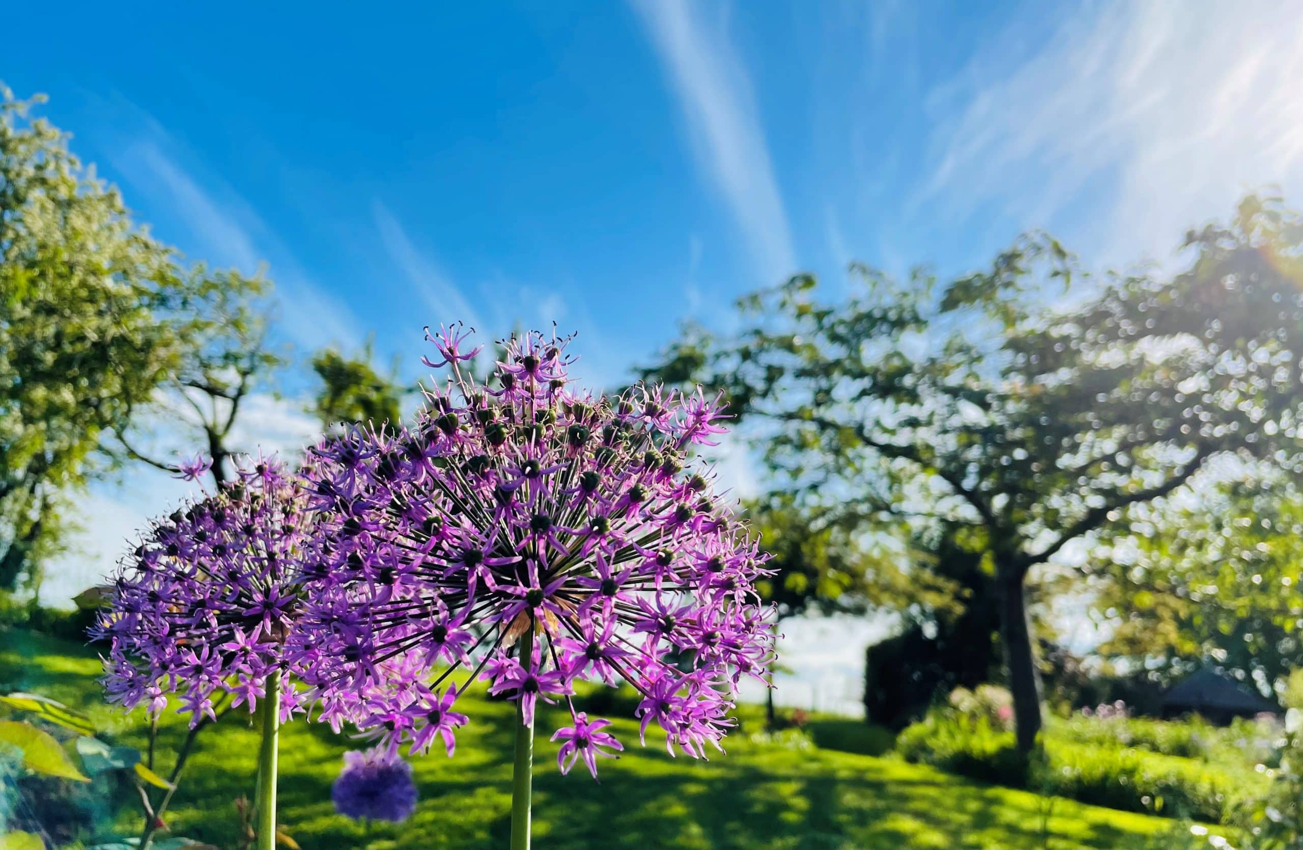 Purple allium flowers in a Katharine House Hospice garden with green grass and trees under a blue sky.