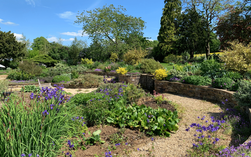Gravel Garden For Open Gardens A gravel garden filled with purple flowers, including irises, in front of a stone wall and further garden behind with trees and a blue sky.