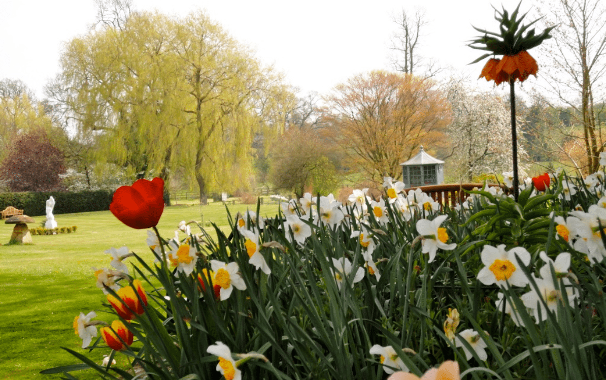 Old Vicarage Spring Bulbs Daffodils, red and yellow tulips in front of a large lawn with a large willow tree and trees covered in blossom in the background.
