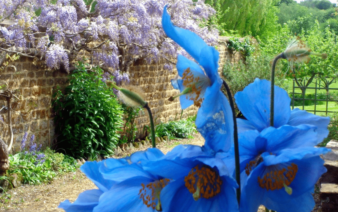 Old Vicarage Spring Wisteria A wisteria in full bloom against a stone wall with large blue poppies in the foreground.