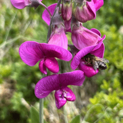 South Newington Garden Sweet Pea Sqr